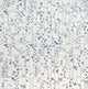 2x6 Rice Leaf  Patterned Mixed-Color Glossy Smooth Porcelain Tile Dusty White